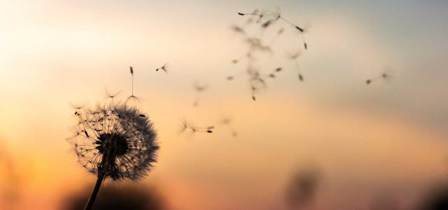 Dandelion blowing in the wind.